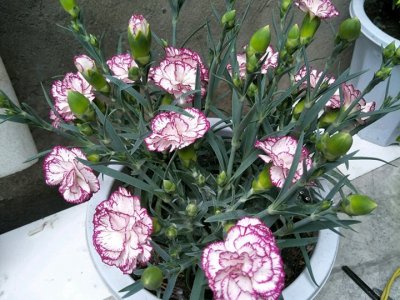 康乃馨夏天可以種植嗎