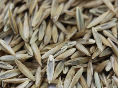 草籽泡完以后才播嗎？