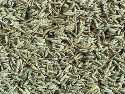 小茴香夏天可以種嗎？