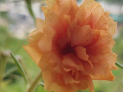 夏天可以播種太陽花嗎？