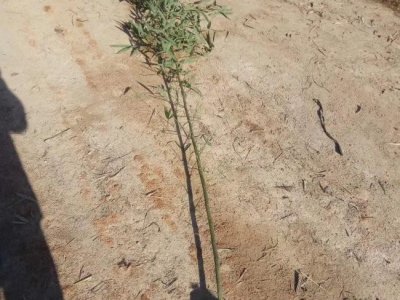 竹子在東北能種植活嗎？