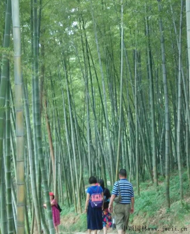 綠化竹22.jpg