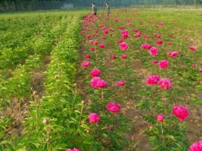 芍藥5月份可以栽種嗎？