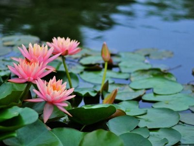 睡蓮在北方可以種植嗎？