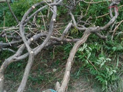 凌宵花七月份移栽好嗎？