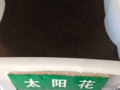 夏天能種太陽花種子嗎？