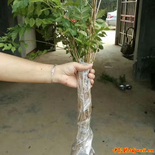 凌霄6_副本_副本.jpg