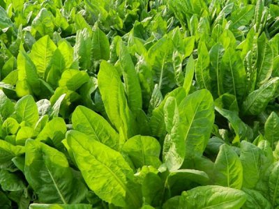 菊苣6月份種植可以嗎？