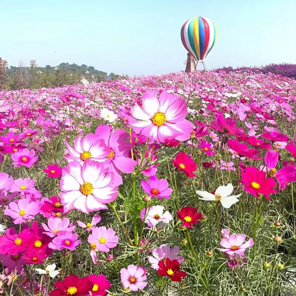 1650028591173861.jpg 格桑花8.jpg