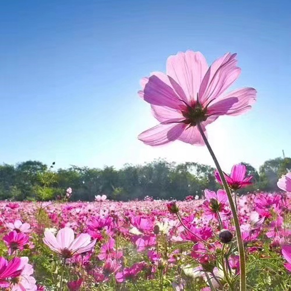 1650028623933500.jpg 格桑花21.jpg