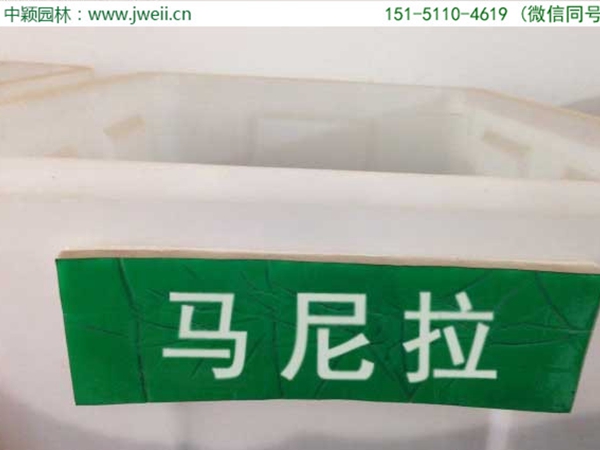 馬尼拉1.jpg