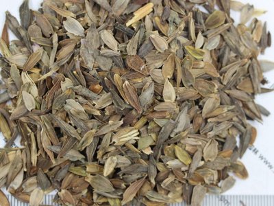 百日草花種子發芽后怎么管理