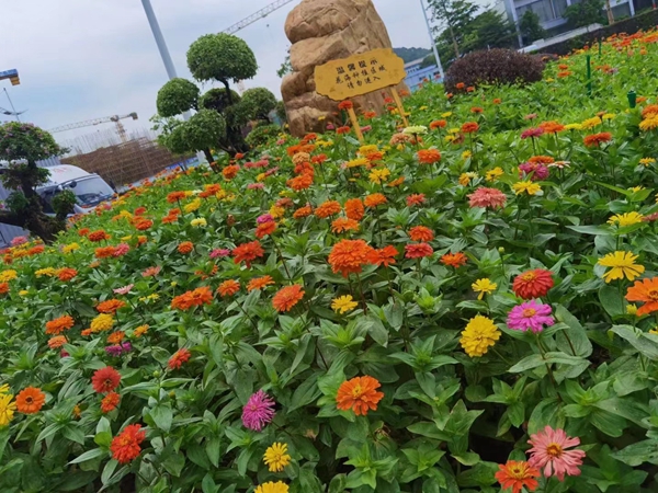 1654057969639501.jpg 百日草5.jpg
