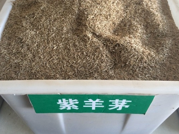 紫羊茅1.jpg