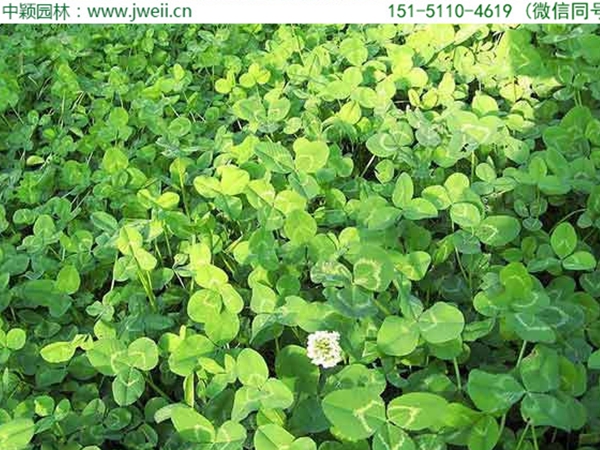 白三葉草5.jpg