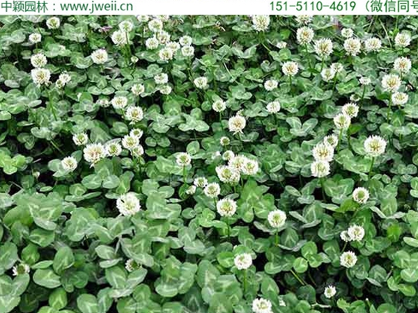 白三葉草6.jpg