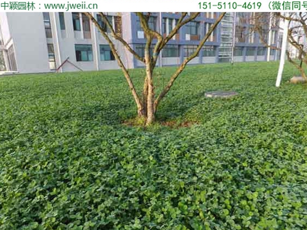 白三葉草11.jpg