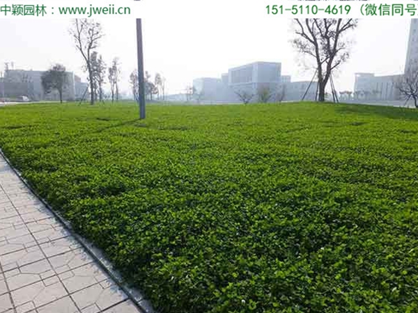 白三葉草13.jpg