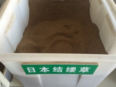 廣州蘭引三號草坪種子批發價格