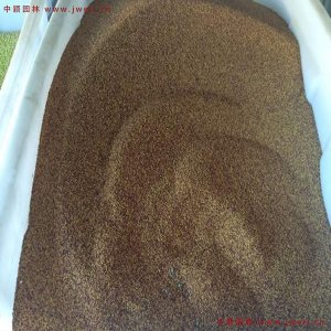 草坪三葉草種子價格