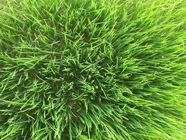 黑麥草4.jpg