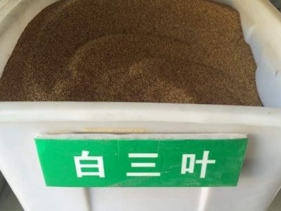  白三葉草坪種子價格如何