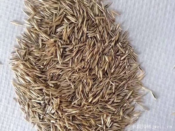 黑麥草種子2.jpg