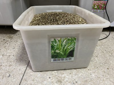 牧草玉米草種子批發