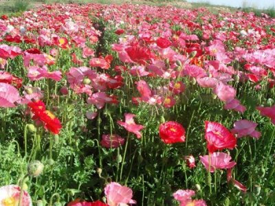 露地草花種子播撒方法？
