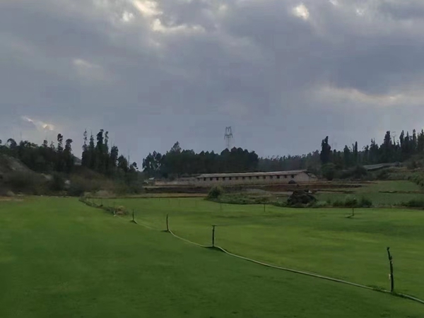 護坡草坪8.jpg
