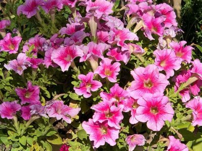 大面積草花種子種植技術在哪？