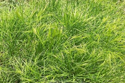提摩西草和苜蓿草種植