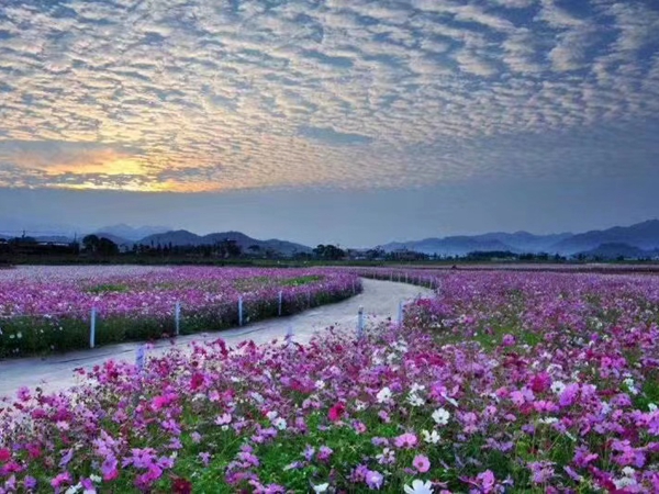 格桑花24.jpg