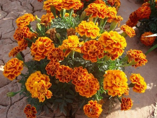 萬壽菊1.jpg