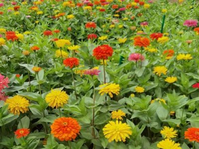 什么草花種子最好？