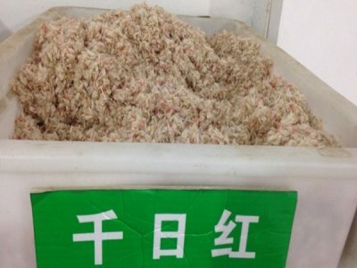 千日紅草花種子價格？