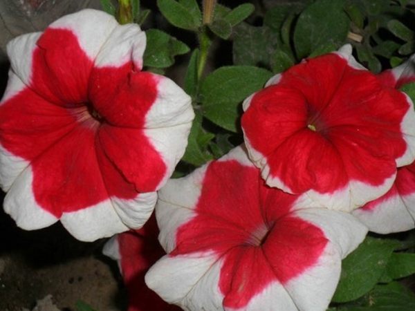 牽牛花8.jpg
