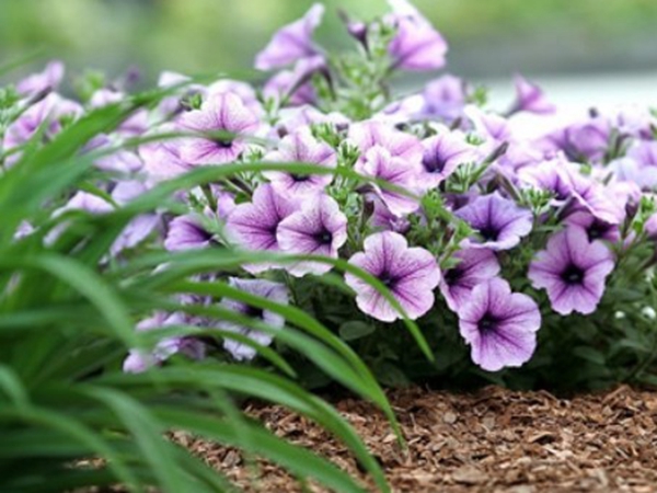 牽牛花15.jpg