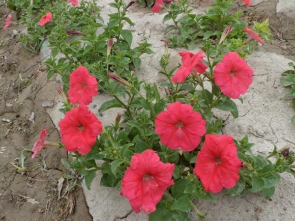 牽牛花7.jpg