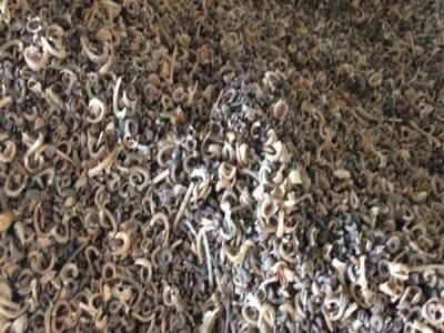 草花種子發芽后還用噴水嗎？