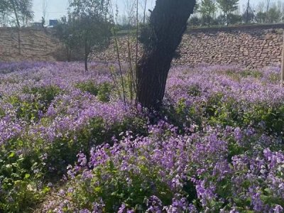適合鹽堿性土壤的草花種子改良