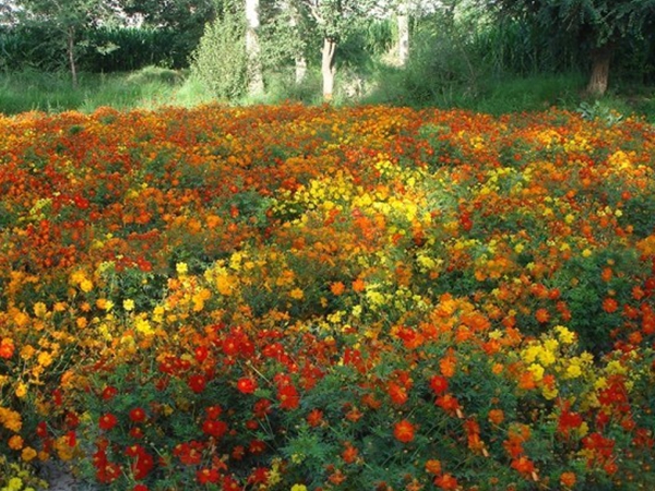 硫華菊16.jpg