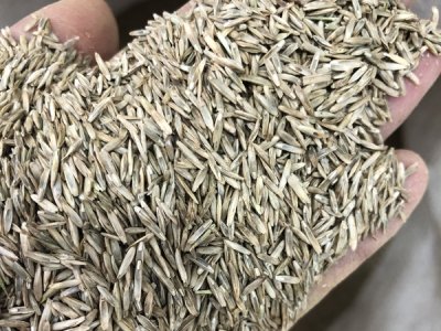 四川綠化用草花種子哪里有？
