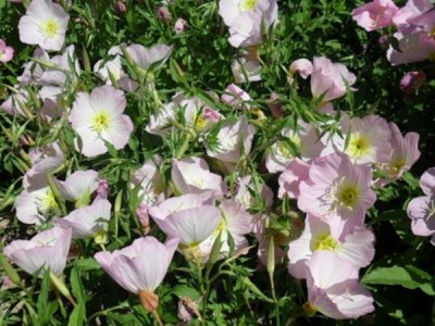高密草花種子種植