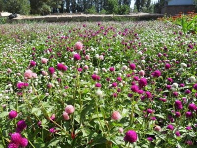 草花種子怎么催芽育苗