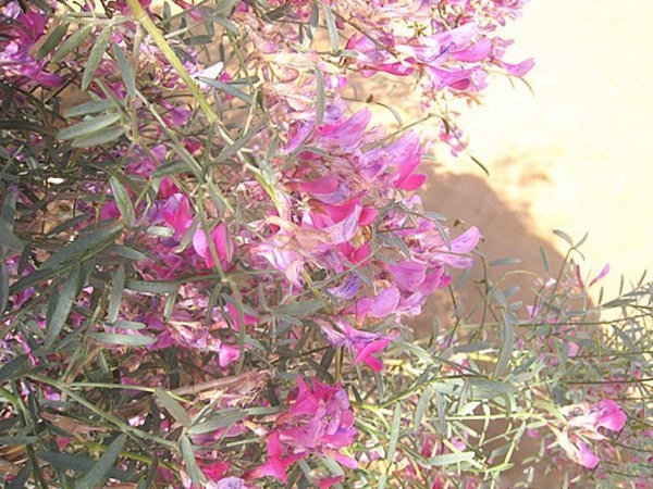 花棒種子8_副本_副本.jpg