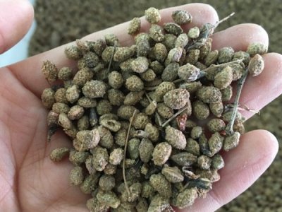 草花種子多少錢一平方？