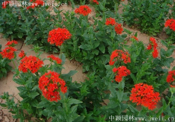 1670991363869024.jpg 剪秋蘿2.jpg