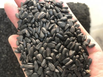 草花種子什么地方可以批發到？