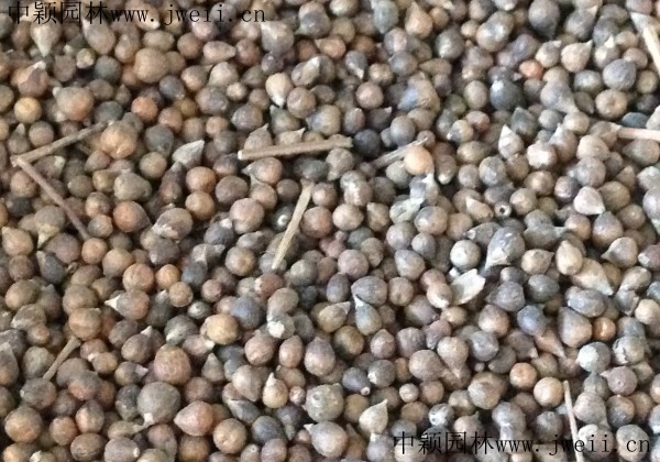 1670991749231310.jpg 長春花1.jpg